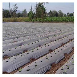 Mulching Sheets